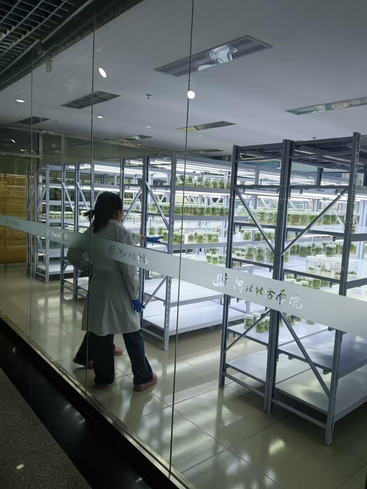 元氏植物组培室设计的基本布局有哪些？