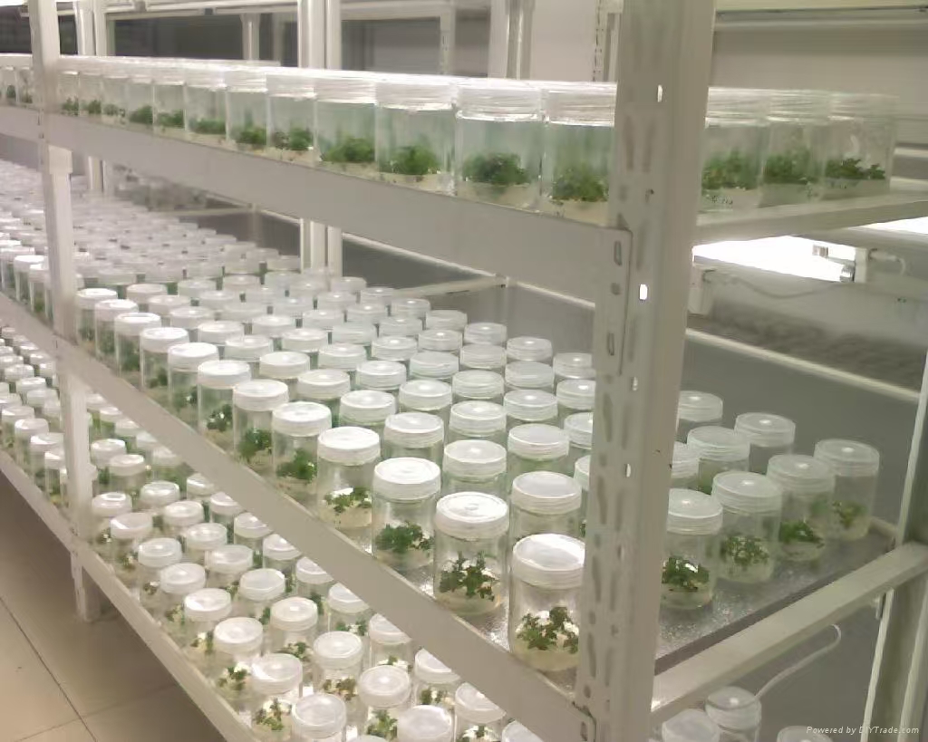 元氏组培实验室应该如何布局